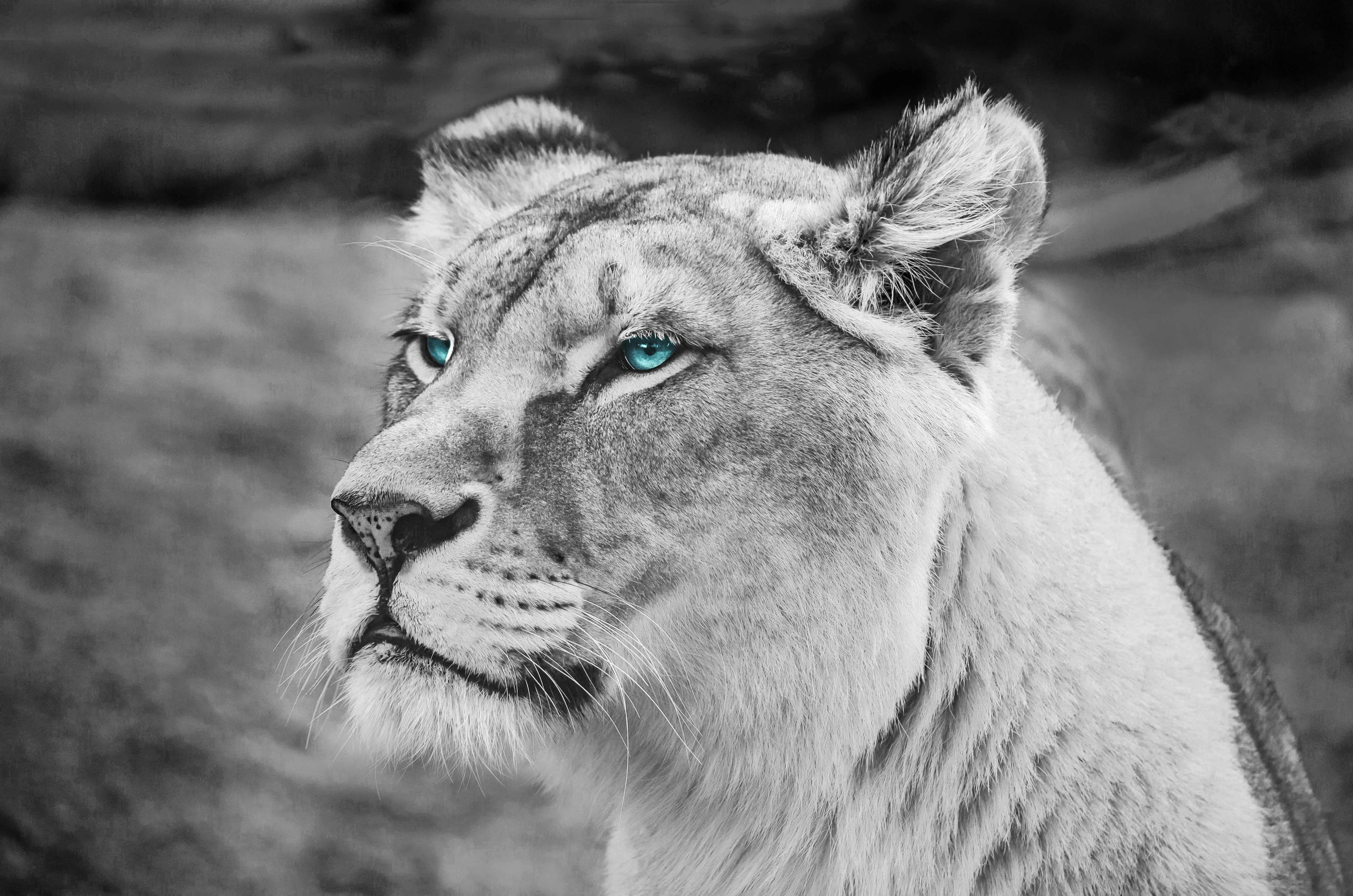 grayscale lion illustration, Lion, Monochrome, HD