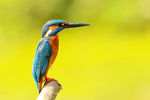 River Kingfisher