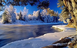 snow covered forest HD wallpaper
