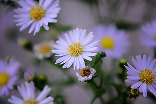 white daisy flowers, Flowers, Purple, Buds HD wallpaper