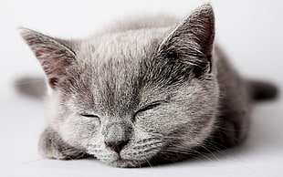focus photo of sleeping gray cat