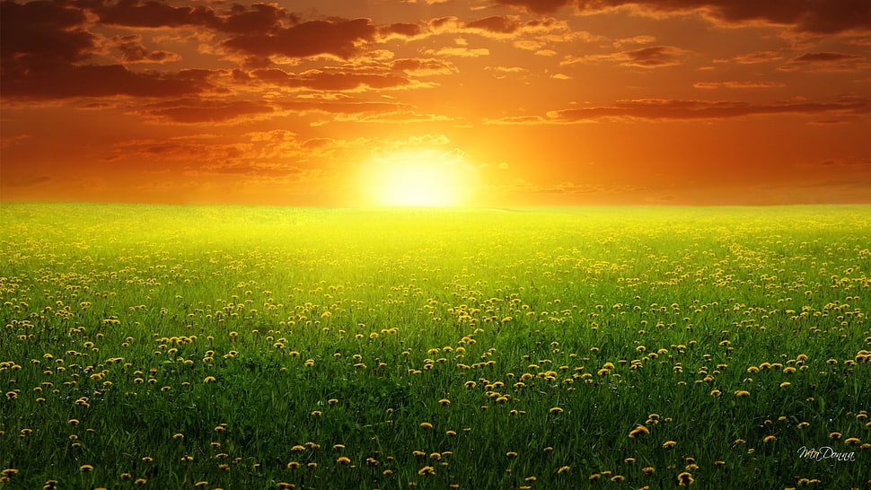 bed of yellow flowe, flowers HD wallpaper