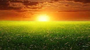 bed of yellow flowe, flowers HD wallpaper