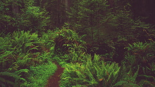 forest, nature, grass HD wallpaper