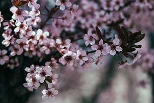 pink cherry blossoms, Flowers, Branch, Bloom
