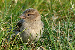 brown house sparrow bird