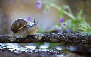 macro photography of brown snail