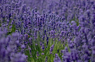 shallow focus photography of purple flowers HD wallpaper
