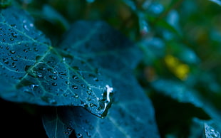 green leaf, nature, leaves, water drops, macro