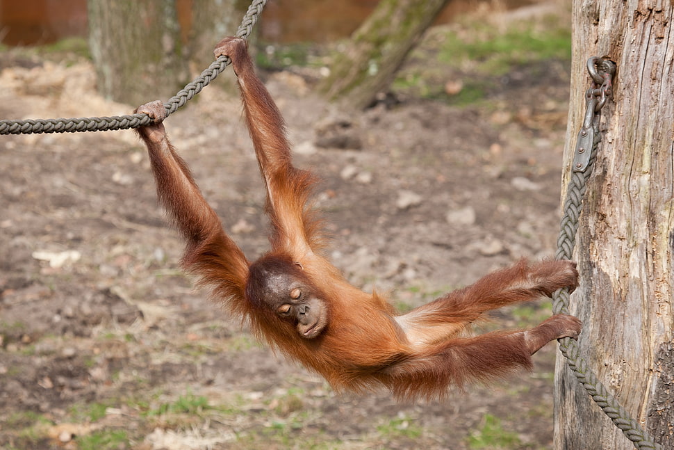 brown baby Orangutan hanging on rope HD wallpaper