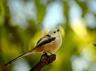 selective focus photography of long-tailed Tit