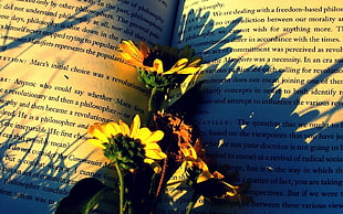 Books,  Flowers,  Paper,  Shadow