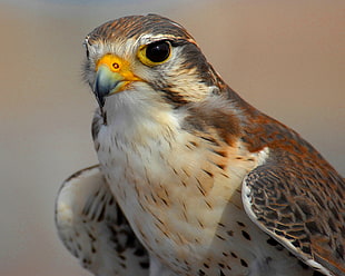 selective focus photography of Hawk, peregrine falcon, colorado springs