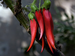 selective photo of red chilli, kaka beak, nz