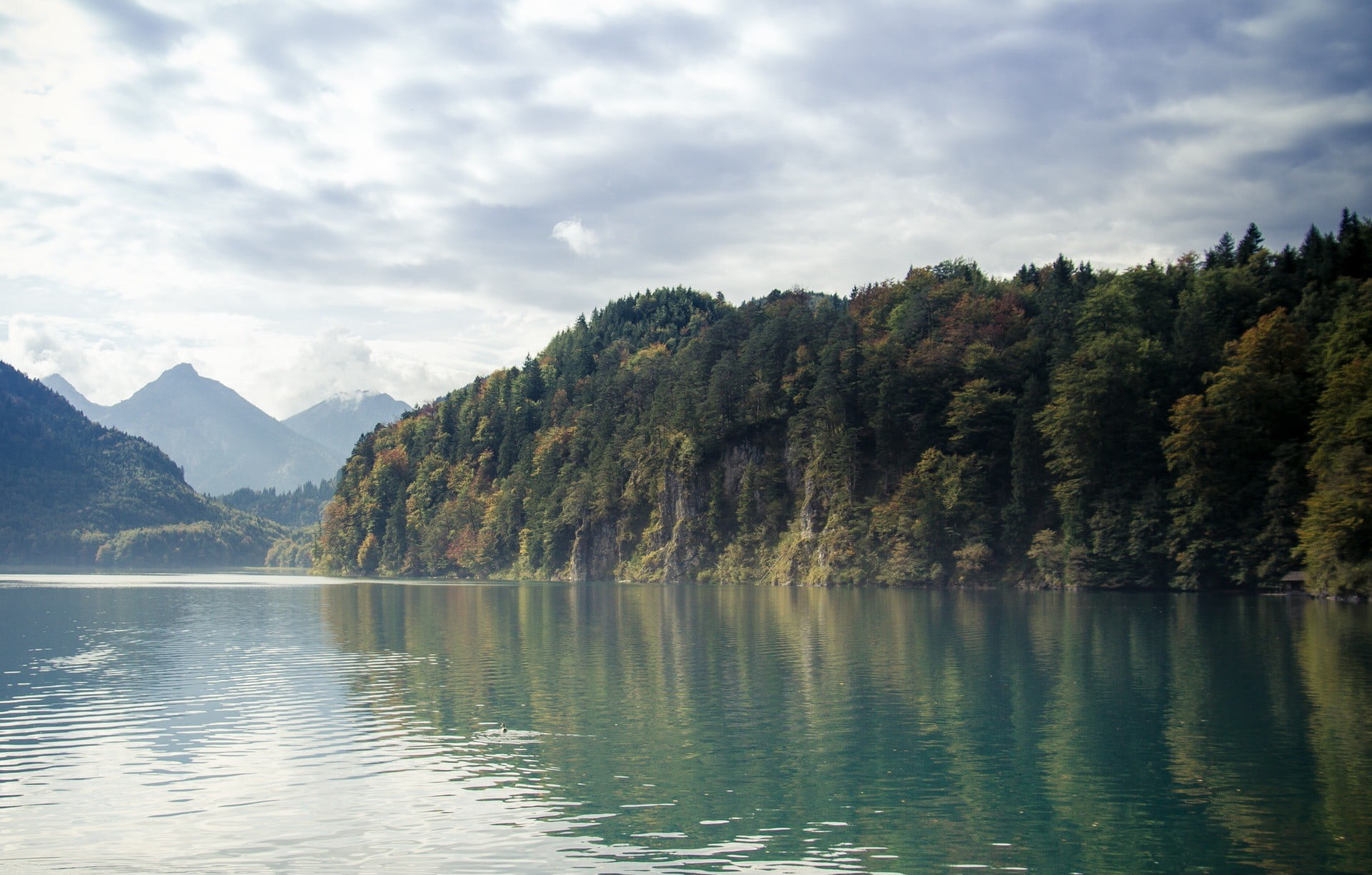 green forest near body of water, forest, lake, landscape, nature