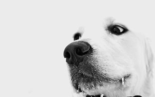 grayscale photo of a dog's face