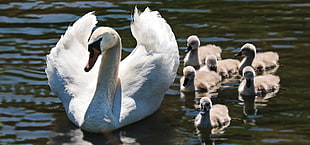 swan and ducklings HD wallpaper