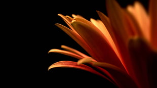 orange daisy flower in closeup photography