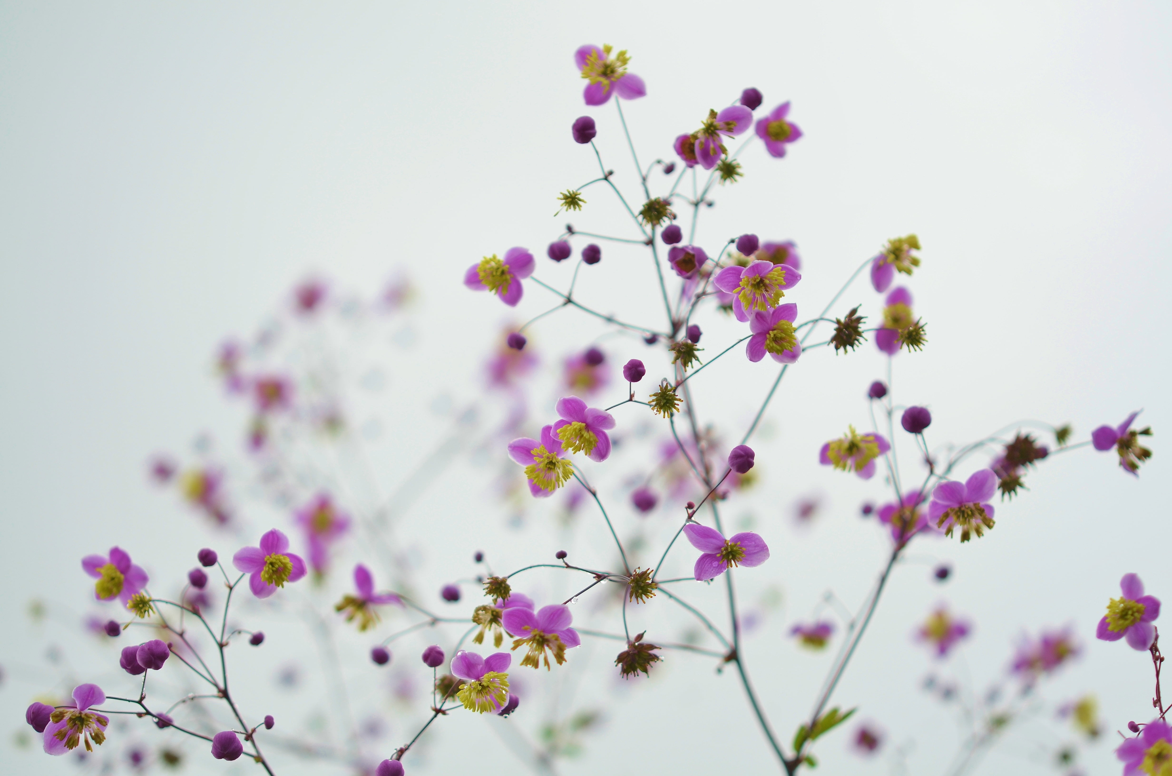 Ready to spring. Розовые полевые цветы. Мелкие полевые фиолетовые весенние цветы. Полевые цветы на деревянном фоне. Цветочек на однородном фоне.