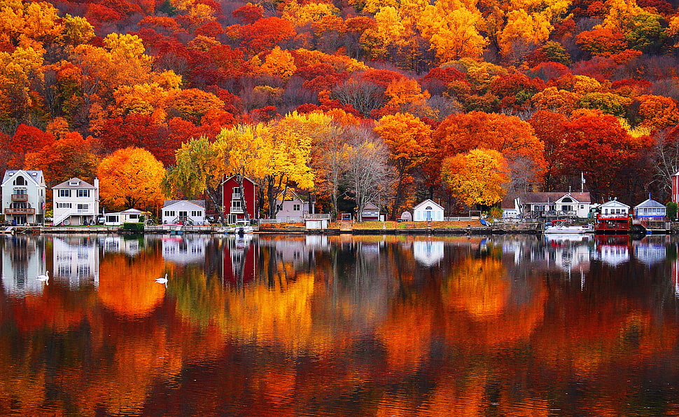 maple tree, photography, water, fall, reflection HD wallpaper
