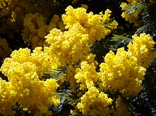 yellow Asylum flowers
