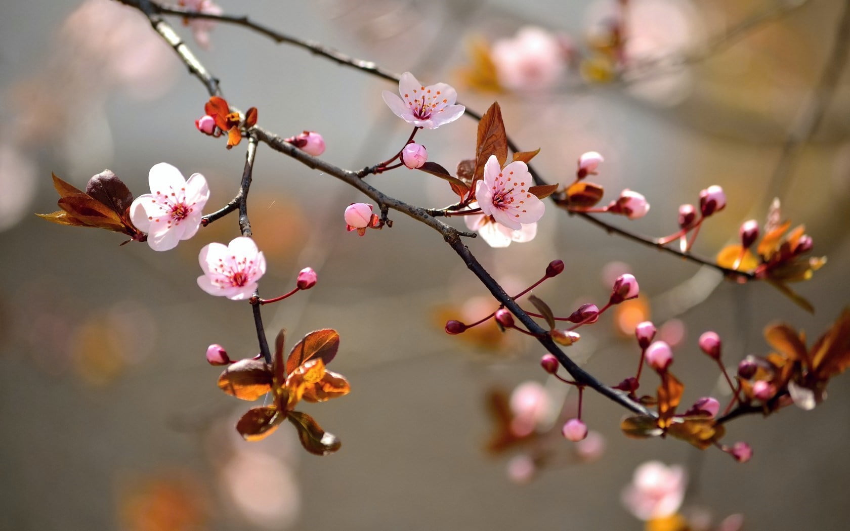 close-up photo of brown and pink flowers, nature, branch, flowers, pink flowers