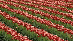 red tulips flowers lot