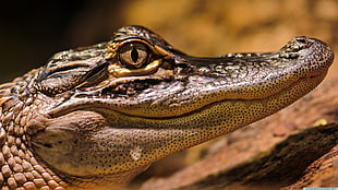 gray crocodile, alligators, animals HD wallpaper