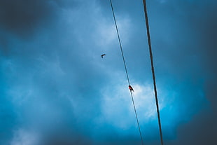 black cable, Wires, Clouds, Birds