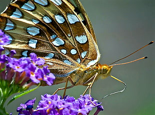 brown and blue butterfly on purple flowers, fritillary, speyeria HD wallpaper