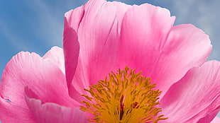 pink poppy flower in bloom macro photo