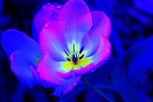 pink LED Tulip flower HD wallpaper