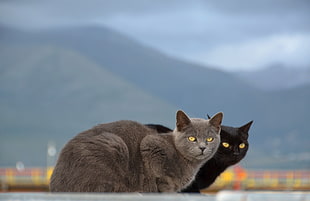 bombay cat and gray cat