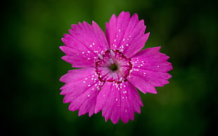 shallow focus photography of pink flower HD wallpaper