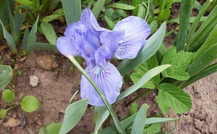 closeup photography of fully bloomed purple petaled flower