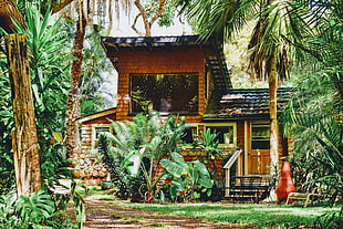 brown wooden house, House, Palm tree, Plants
