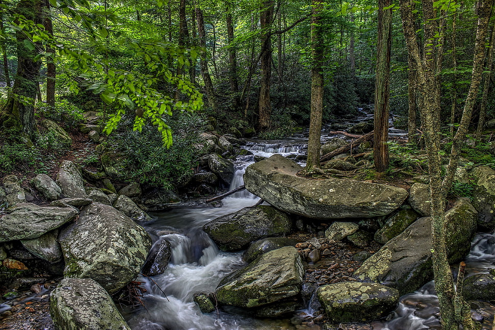 water falls, plants, river, forest, trees HD wallpaper
