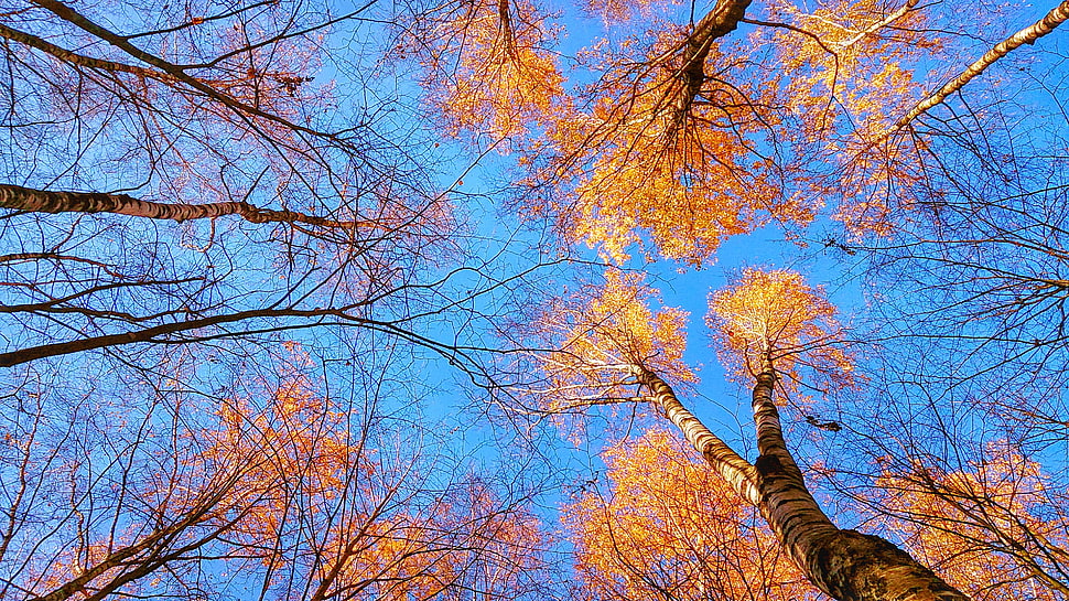 low angle photography of orange leaf tree HD wallpaper