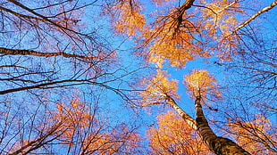 low angle photography of orange leaf tree