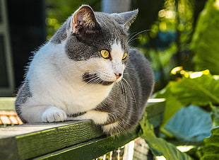 gray and white cat with yellow eyes