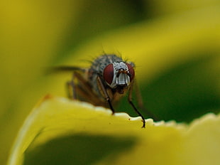 shallow focus photography of fly