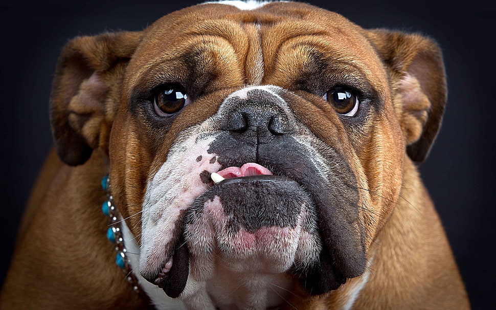 face of Bulldog HD wallpaper