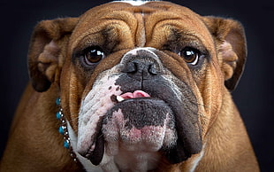 face of Bulldog HD wallpaper