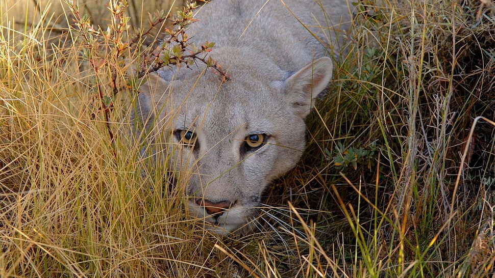 mountain lion sneaking near bushes HD wallpaper