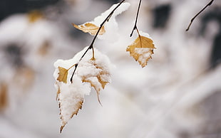 close photo of snow covered brown leaf, winter, snow, leaves, cold