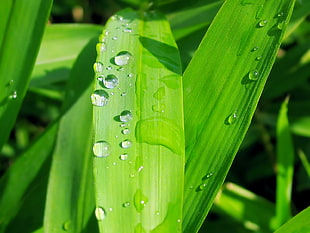 focus photo of dew drop on green grass
