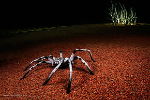3-D gray Huntsman spider, animals, spider