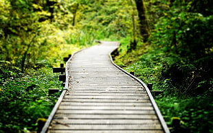 close-up photography of brown wooden pathway