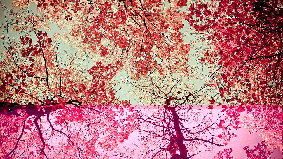 photo of cherry blossom trees HD wallpaper