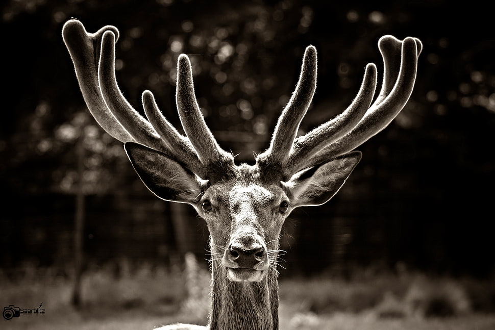 grayscale photo of deer buck HD wallpaper